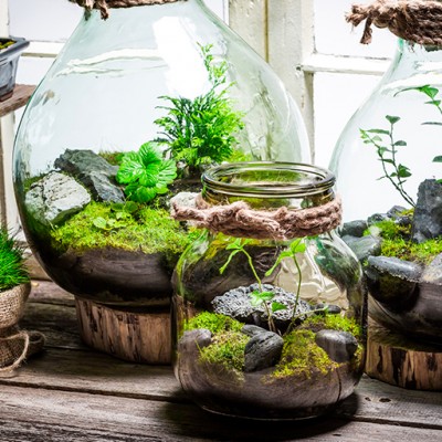 Terrariums